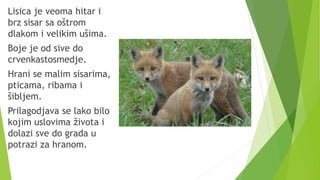 Lisica je veoma hitar i
brz sisar sa oštrom
dlakom i velikim ušima.
Boje je od sive do
crvenkastosmedje.
Hrani se malim sisarima,
pticama, ribama i
šibljem.
Prilagodjava se lako bilo
kojim uslovima života i
dolazi sve do grada u
potrazi za hranom.
 