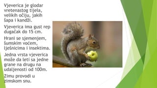 Vjeverica je glodar
vretenastog tijela,
velikih očiju, jakih
šapa i kandži.
Vjeverica ima gust rep
dugačak do 15 cm.
Hrani se sjemenjem,
šumskim voćem,
lješnicima i insektima.
Jedna vrsta vjeverica
može da leti sa jedne
grane na drugu na
udaljenosti od 100m.
Zimu provodi u
zimskom snu.
 