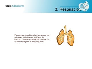 Proceso por el cual introducimos aire en los
pulmones y eliminamos el dióxido de
carbono. Consta de inspiración y espiración.
El control lo ejerce el bulbo raquídeo
3. Respiración
 