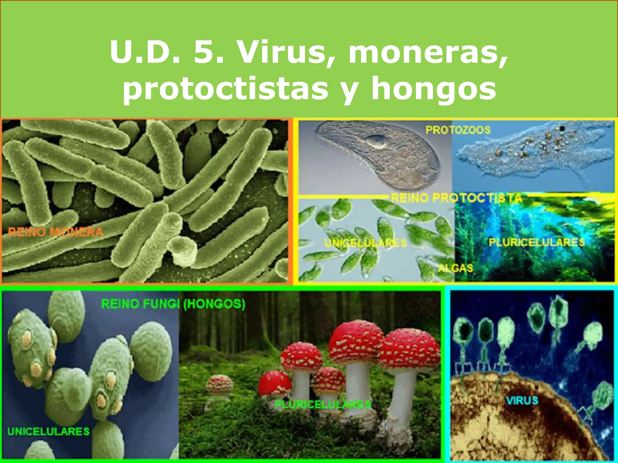 U.D. 5. Virus_ moneras, protoctistas y hongos 2.pdf