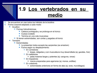 1.9  Los  vertebrados  en  su  medio Se encuentran en casi todos los hábitats de la biosfera Forma corporal adaptado a cada medio Acuático Formas hidrodinámicas Cabeza puntiaguda y se prolonga en el tronco Cuerpo ovalado Termina en una cola musculosa Si tienen extremidades, son cortas y pegadas al tronco Terrestre Extremidades La presentan todos excepto las serpientes (se arrastran) Forma según su desplazamiento: En corredores      largas, delgadas y con musculatura muy desarrollada (ej: gacelas, ñús) En saltadores      patas traseras largas y potentes (ej: canguros, ranas) En trepadores      manos preparadas para agarrarse (ej: monos, ardillas) En voladores      extremidades anteriores en forma de alas (ej: aves, murciélagos) 