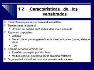 1.2  Características  de  los       vertebrados Presentan esqueleto interno o endoesqueleto Tienen simetría bilateral: División del cuerpo en 2 partes: derecho e izquierdo Regiones corporales: Cabeza Tronco: de él parten generalmente 4 extremidades (patas, aletas o alas) Cola  Sistema nervioso formado por: Encéfalo: protegido por el cráneo Médula espinal: protegida por la columna vertebral Órganos de los sentidos mayoritariamente en la cabeza 