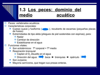 1.3  Los  peces:  dominio  del medio     acuático Peces: vertebrados acuáticos Características corporales: Cuerpo suave y fusiforme (  ), recubierto de escamas (pequeñas placas de hueso) Extremidades de tipo aleta (pliegues de piel sostenidas con espinas), para: Nadar Cambiar de dirección Estabilizarse en el agua Funciones vitales: Son ectotérmicos:  Tª corporal = Tª medio Respiración branquial Captan el O 2  disuelto en el agua Dirección del agua:  boca     branquias     opérculo Son ovíparos Mayoría carnívoros, que tragan sus presas enteras.  