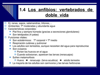1.4  Los  anfibios:  vertebrados  de    doble  vida Ej: ranas, sapos, salamandras, tritones,… Ambientes: Tª moderadas y abundante agua Características corporales: Piel fina y siempre húmeda (gracias a secreciones glandulares) Son tetrápodos (4 patas) Funciones vitales: Son ectotérmicos:  Tª corporal = Tª medio Respiración cutánea y pulmonar Los adultos son terrestres, aunque necesitan del agua para reproducirse Son ovíparos Ponen los huevos en el agua Cuando eclosionan, aparecen las larvas (renacuajos) Sufren metamorfosis Huevo     renacuajo  (larva acuática)     adulto terrestre La mayoría de los adultos son carnívoros y las larvas herbívoras  