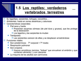 1.5  Los  reptiles:  verdaderos       vertebrados  terrestres Ej: lagartijas, serpientes, tortugas, cocodrilos,… Ambientes: hasta en zonas desérticas y calurosas Características corporales: Piel seca y fuerte Presentan escamas córneas (de piel dura y gruesa), que les protege de la desecación Los lagartos y las serpientes la mudan Tetrápodos  Las serpientes carecen de ellas y se desplazan arrastrándose Funciones vitales: Son ectotérmicos:  Tª corporal = Tª medio Respiración pulmonar Son ovíparos Huevos amnióticos (amnios: “bolsas” que envuelven al embrión y que contienen alimento)  y con cáscaras La mayoría de los adultos son carnívoros 