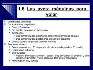 1.6  Las  aves:  máquinas  para  volar Vertebrados voladores  Características corporales: Cuerpo fusiforme Sin dientes pero con un fuerte pico Tetrápodos Sus extremidades anteriores están transformadas en alas Sus extremidades posteriores presentan escamas Cuerpo cubierto de plumas (aislante térmico) Funciones vitales: Son endotérmicos:  Tª corporal = cte  (independiente de la Tª medio) Respiración pulmonar Son ovíparos Huevos amnióticos (amnios: “bolsas” que envuelven al embrión y que contienen alimento)  y con cáscaras. Han de ser incubados Alimentación muy variada 
