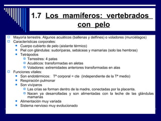 1.7  Los  mamíferos:  vertebrados    con  pelo Mayoría terrestre. Algunos acuáticos (ballenas y delfines) o voladores (murciélagos) Características corporales: Cuerpo cubierto de pelo (aislante térmico) Piel con glándulas: sudoríparas, sebáceas y mamarias (solo las hembras) Tetrápodos Terrestres: 4 patas Acuáticos: transformadas en aletas Voladores: extremidades anteriores transformadas en alas Funciones vitales: Son endotérmicos:  Tª corporal = cte  (independiente de la Tª medio) Respiración pulmonar Son vivíparos Las crías se forman dentro de la madre, conectadas por la placenta. Nacen ya desarrolladas y son alimentadas con la leche de las glándulas mamarias Alimentación muy variada Sistema nervioso muy evolucionado 
