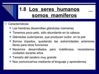 1.8  Los  seres  humanos       somos  mamíferos Características: Las hembras desarrollan glándulas mamarias Tenemos poco pelo, sólo abundante en la cabeza Glándulas sudoríparas, que producen sudor, en la piel Somos bípedos, quedando las extremidades anteriores libres para otras funciones Nacemos desarrollados pero indefensos, necesitamos cuidados durante años Tamaño del cerebro muy grande Nos comunicamos mediante el lenguaje y aprendemos 