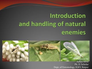Prepared By
Aaliya Afroz
Ph. D. Scholar
Dept. of Entomology, IGKV, Raipur
 