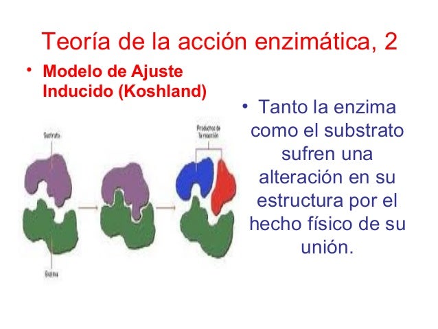 U 3 enzimas y coenzimas