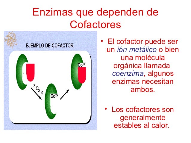U 3 enzimas y coenzimas