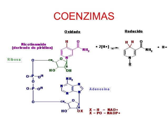 U 3 Enzimas Y Coenzimas u-3-enzimas-y-coenzimas