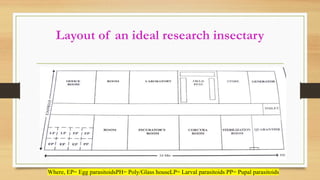 Layout of an ideal research insectary
Where, EP= Egg parasitoidsPH= Poly/Glass houseLP= Larval parasitoids PP= Pupal parasitoids
 