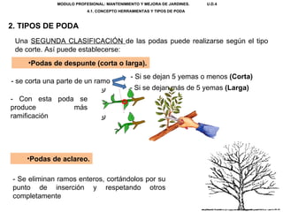 MODULO PROFESIONAL: MANTENIMIENTO Y MEJORA DE JARDINES.  U.D.4 4.1. CONCEPTO HERRAMIENTAS Y TIPOS DE PODA  2. TIPOS DE PODA Una  SEGUNDA CLASIFICACIÓN  de las podas puede realizarse según el tipo de corte. Así puede establecerse: Podas de despunte (corta o larga). - se corta una parte de un ramo - Si se dejan 5 yemas o menos  (Corta) - Si se dejan más de 5 yemas  (Larga) Podas de aclareo. - Se eliminan ramos enteros, cortándolos por su punto de inserción y respetando otros completamente - Con esta poda se produce más ramificación 