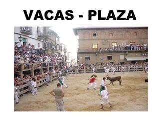 VACAS - PLAZA 