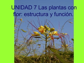 UNIDAD 7 Las plantas con flor: estructura y función. 