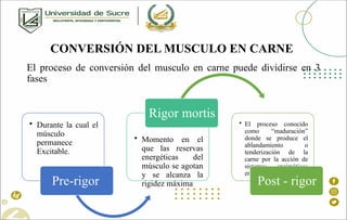 Bioquímica Postmortem y Parámetros de Calidad en Carnes: Procesos y ...