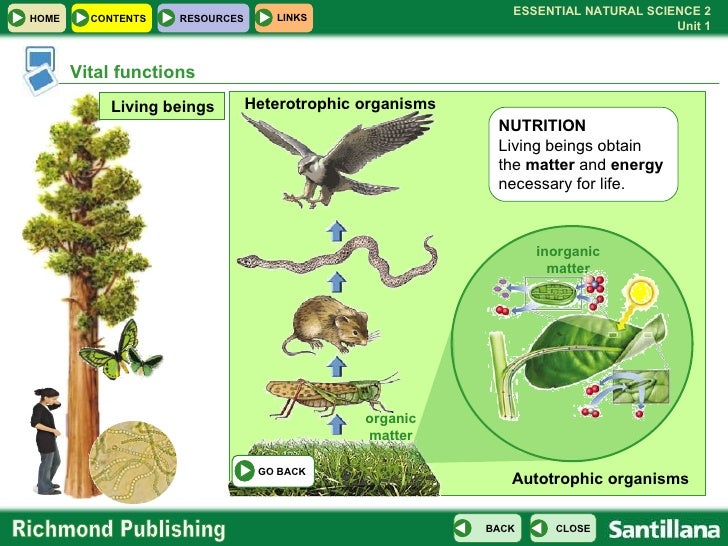heterotrophic organisms