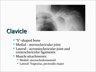Clavicle
   “S”-shaped bone
   Medial - sternoclavicular joint
   Lateral - acromioclavicular joint and
    coracoclavicular ligaments
   Muscle attachments:
     Medial: sternocleidomastoid
     Lateral: Trapezius, pectoralis major
 