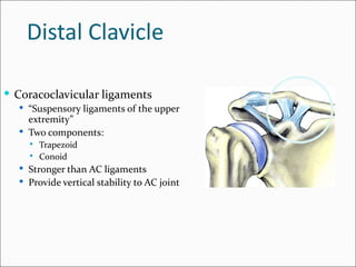 Distal Clavicle

 Coracoclavicular ligaments
   “Suspensory ligaments of the upper
    extremity”
   Two components:
       Trapezoid
       Conoid
   Stronger than AC ligaments
   Provide vertical stability to AC joint
 