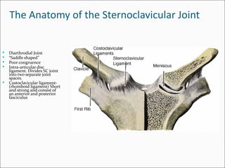 The Anatomy of the Sternoclavicular Joint


   Diarthrodial Joint
   “Saddle shaped”
   Poor congruence
   Intra-articular disc
    ligament. Divides SC joint
    into two separate joint
    spaces.
   Costoclavicular ligament-
    (rhomboid ligament) Short
    and strong and consist of
    an anterior and posterior
    fasciculus
 
