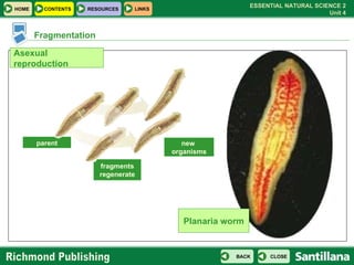 Fragmentation new  organisms fragments regenerate parent Planaria worm Asexual reproduction 