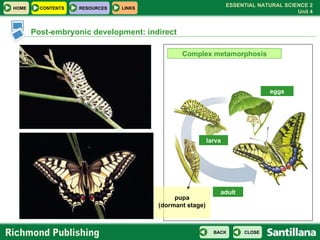 Post-embryonic development: indirect Complex metamorphosis pupa (dormant stage) larva eggs adult 