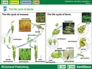 The life cycle of plants The life cycle of mosses The life cycle of ferns capsule sporophyte gametophyte germination sporangium spores frond fertilisation ♀ ♂ male gametophyte ♂ female gametophyte ♀ prothallus sporophyte spores germination gametophyte male gametophyte female gametophyte fertilisation ♂ ♀ ♀ ♂ 