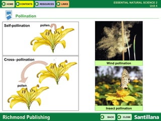 Pollination Self-pollination Cross- pollination pollen pollen Wind pollination Insect pollination 