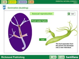 Gemmation (budding) Asexual reproduction Fresh water hydra bud The bud separates from the parent and develops into a new individual. NEXT 