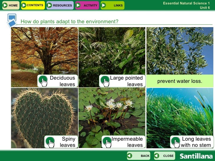 U06 Plants