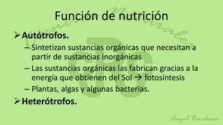 Función de nutrición
Autótrofos.
  – Sintetizan sustancias orgánicas que necesitan a
    partir de sustancias inorgánicas
  – Las sustancias orgánicas las fabrican gracias a la
    energía que obtienen del Sol  fotosíntesis
  – Plantas, algas y algunas bacterias.
Heterótrofos.
 
