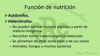 Función de nutrición
Autótrofos.
Heterótrofos.
  – No pueden fabricar materia orgánica a partir de
    materia inorgánica
  – Necesitan tomar materia orgánica elaborada
  – Se alimentan de otros seres vivos o de sus restos
  – Animales, hongos y muchas bacterias
 