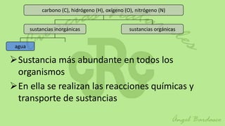 carbono (C), hidrógeno (H), oxígeno (O), nitrógeno (N)


        sustancias inorgánicas                     sustancias orgánicas


 agua

Sustancia más abundante en todos los
 organismos
En ella se realizan las reacciones químicas y
 transporte de sustancias
 