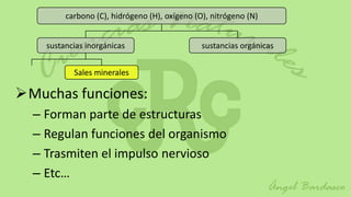 carbono (C), hidrógeno (H), oxígeno (O), nitrógeno (N)


    sustancias inorgánicas                     sustancias orgánicas


           Sales minerales

Muchas funciones:
  – Forman parte de estructuras
  – Regulan funciones del organismo
  – Trasmiten el impulso nervioso
  – Etc…
 