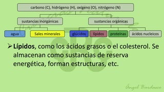 carbono (C), hidrógeno (H), oxígeno (O), nitrógeno (N)


        sustancias inorgánicas                     sustancias orgánicas


 agua          Sales minerales        glúcidos    lípidos   proteínas     ácidos nucleicos


Lípidos, como los ácidos grasos o el colesterol. Se
 almacenan como sustancias de reserva
 energética, forman estructuras, etc.
 