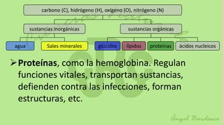 carbono (C), hidrógeno (H), oxígeno (O), nitrógeno (N)


        sustancias inorgánicas                     sustancias orgánicas


 agua          Sales minerales        glúcidos    lípidos   proteínas     ácidos nucleicos


Proteínas, como la hemoglobina. Regulan
 funciones vitales, transportan sustancias,
 defienden contra las infecciones, forman
 estructuras, etc.
 