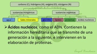 carbono (C), hidrógeno (H), oxígeno (O), nitrógeno (N)


        sustancias inorgánicas                     sustancias orgánicas


 agua          Sales minerales        glúcidos    lípidos   proteínas     ácidos nucleicos


Ácidos nucleicos, como el ADN. Contienen la
 información hereditaria que se transmite de una
 generación a la siguiente, e intervienen en la
 elaboración de proteínas.
 