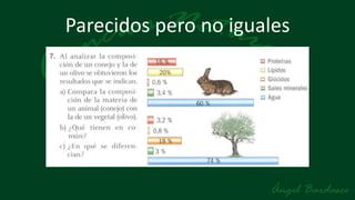 Parecidos pero no iguales
 