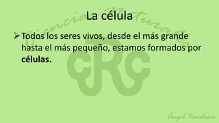 La célula
Todos los seres vivos, desde el más grande
 hasta el más pequeño, estamos formados por
 células.
 