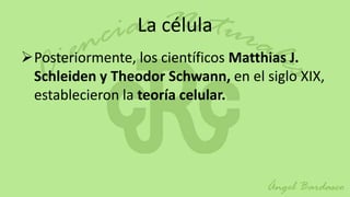 La célula
Posteriormente, los científicos Matthias J.
 Schleiden y Theodor Schwann, en el siglo XIX,
 establecieron la teoría celular.
 