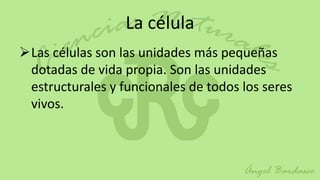 La célula
Las células son las unidades más pequeñas
 dotadas de vida propia. Son las unidades
 estructurales y funcionales de todos los seres
 vivos.
 