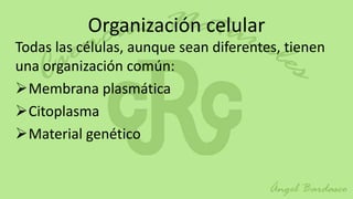 Organización celular
Todas las células, aunque sean diferentes, tienen
una organización común:
Membrana plasmática
Citoplasma
Material genético
 