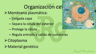 Organización celular
Membrana plasmática:
  – Delgada capa
  – Separa la célula del exterior
  – Protege la célula
  – Regula entrada y salida de sustancias
Citoplasma
Material genético
 