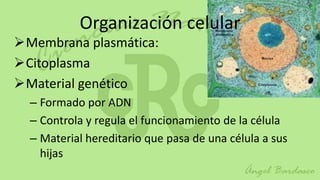 Organización celular
Membrana plasmática:
Citoplasma
Material genético
  – Formado por ADN
  – Controla y regula el funcionamiento de la célula
  – Material hereditario que pasa de una célula a sus
    hijas
 