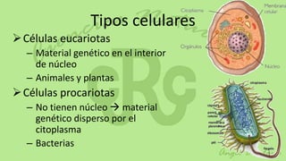 Tipos celulares
 Células eucariotas
  – Material genético en el interior
    de núcleo
  – Animales y plantas
 Células procariotas
  – No tienen núcleo  material
    genético disperso por el
    citoplasma
  – Bacterias
 