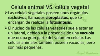 Célula animal VS. célula vegetal
Las células vegetales poseen unos orgánulos
 exclusivos, llamados cloroplastos, que se
 encargan de realizar la fotosíntesis.
El núcleo de las células vegetales suele estar en
 un lateral, debido a la presencia de una vacuola
 que ocupa gran parte del volumen celular. Las
 células animales también poseen vacuolas, pero
 son más pequeñas.
 
