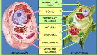 PARED CELULAR
                    (rígida)

                   NÚCLEO

                CLOROPLASTO
                 (fotosíntesis)

                  VACUOLAS


                 CITOPLASMA


                MITOCONDRIAS

                 MEMBRANA
CÉLULA ANIMAL    PLASMÁTICA       CÉLULA VEGETAL
 