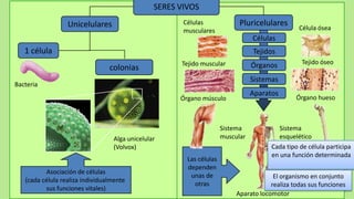 SERES VIVOS
                  Unicelulares                         Células              Pluricelulares
                                                       musculares                                Célula ósea
                                                                                 Células
   1 célula                                                                      Tejidos
                                                      Tejido muscular                             Tejido óseo
                                 colonias                                        Órganos
                                                                                 Sistemas
Bacteria
                                                                                 Aparatos
                                                      Órgano músculo                            Órgano hueso



                                                                      Sistema             Sistema
                                  Alga unicelular                     muscular            esquelético
                                  (Volvox)                                             Cada tipo de célula participa
                                                                                       en una función determinada
                                                        Las células
                                                        dependen
          Asociación de células
                                                         unas de                        El organismo en conjunto
   (cada célula realiza individualmente
                                                           otras                       realiza todas sus funciones
          sus funciones vitales)
                                                                           Aparato locomotor
 