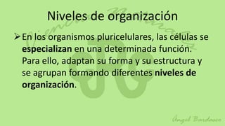 Niveles de organización
En los organismos pluricelulares, las células se
 especializan en una determinada función.
 Para ello, adaptan su forma y su estructura y
 se agrupan formando diferentes niveles de
 organización.
 